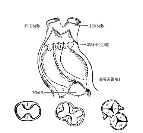 瓣的造詞